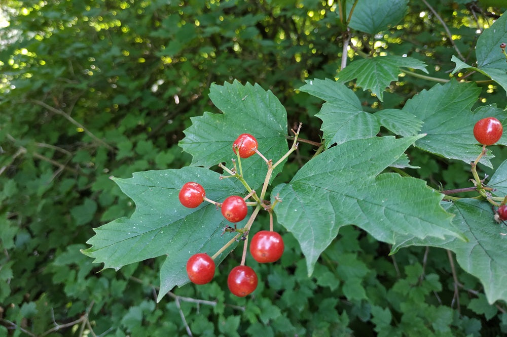 Viburnum opulus - Gemeiner Schneeball