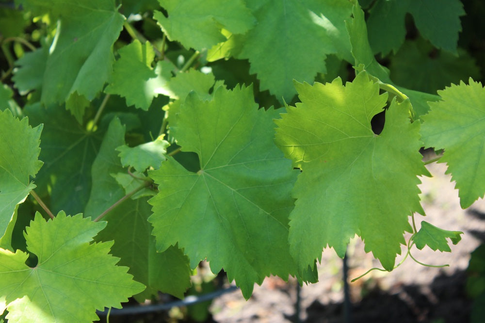 Vitis vinifera - Weinrebe