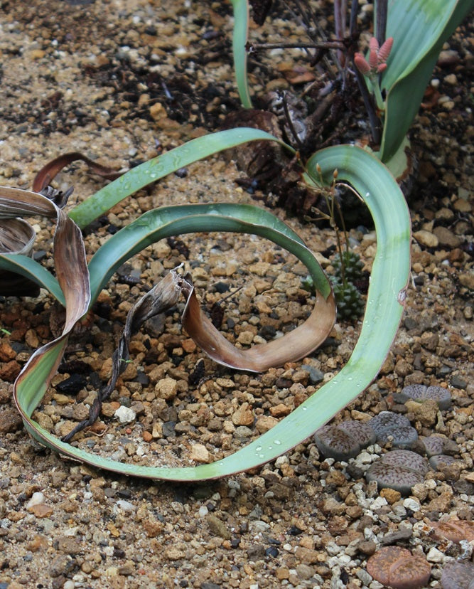 Welwitschia mirabilis