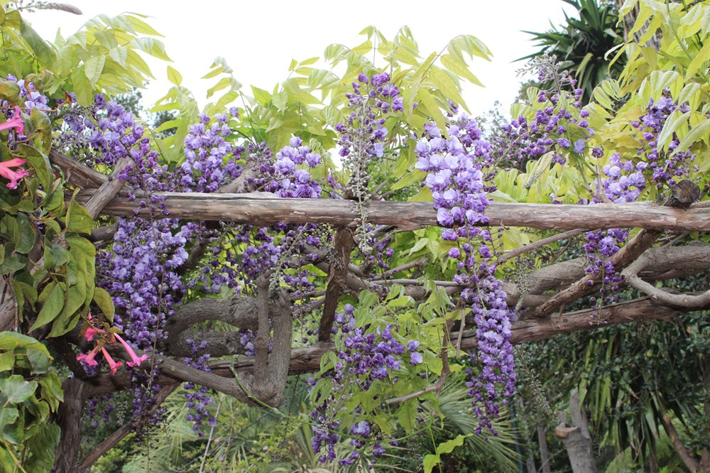 Wisteria sinensis - Blauregen